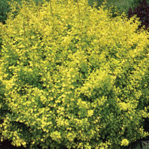 Dwarf Golden Barberry