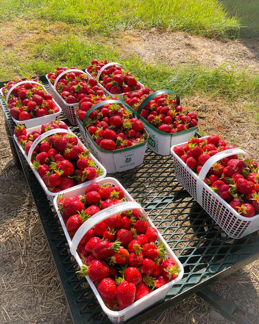 Pick Your Own Strawberries Aidie Creek Gardens