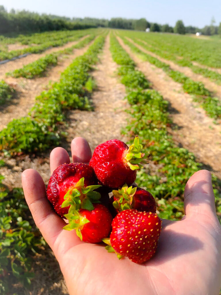 Fresh picked Strawberries from our strawberry fields. Pick your own strawberries