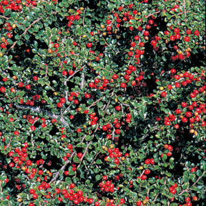 cotoneaster hesse