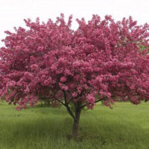 crab apple prairie fire