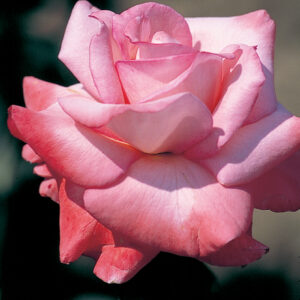 rose sheer elegance