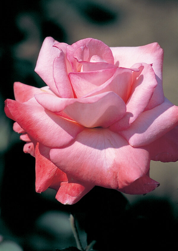 rose sheer elegance
