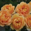 rose sonnenwelt