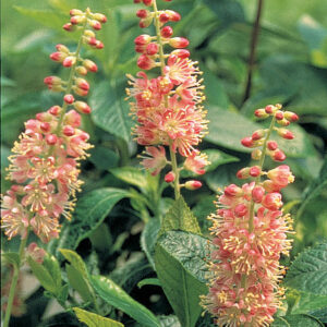 RubySpice Summersweet