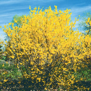 Forsythia Northern Gold