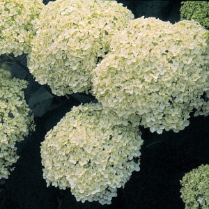 Annabelle hydrangea
