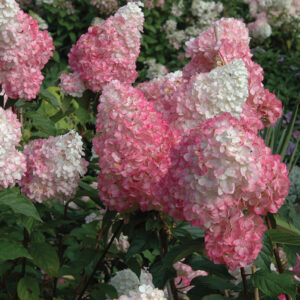 VanillaStrawberryhydrangea