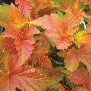 Ninebark Amber Jubilee