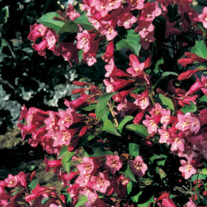 Weigela