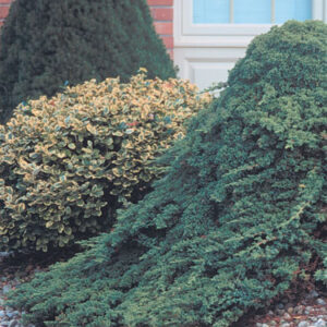 Japanese Garden Juniper