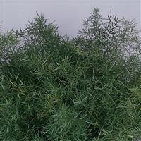 ASPARAGUS FERN sperengeri