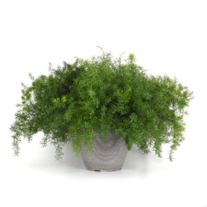 Asparagus Fern