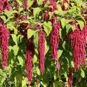 Amaranthus caudatus