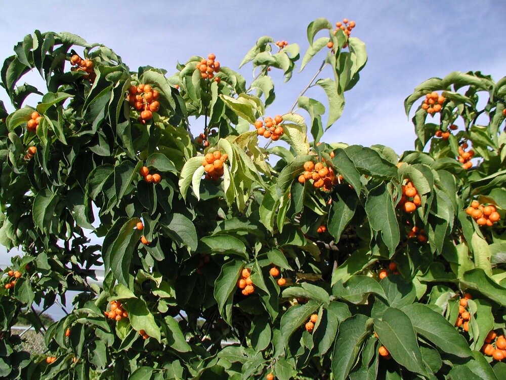 Bittersweet Shrub Celastrus Scandens