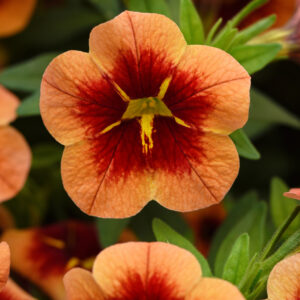 Calibrachoa, Bumble Bee Orange