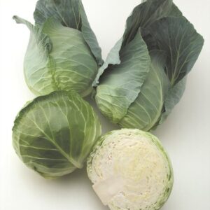 Cabbage Platinum Dynasty