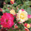 rose, shrub, campfire