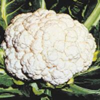 Cauliflower Snow Crown Brassica oleracea