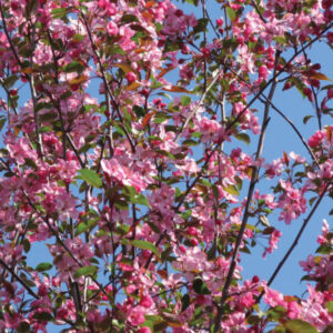 Courageous Crab Apple Tree