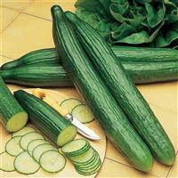 Cucumber Enlish Telegraph