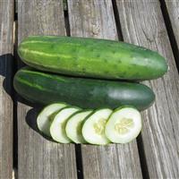 Cucumber Marketmore