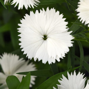 Ideal Select White Dianthus