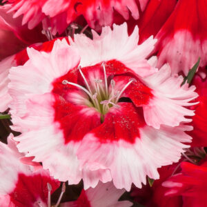 Venti Parfait Strawberry Shades Dianthus