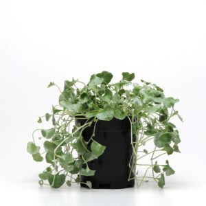Dichondra Silver Falls