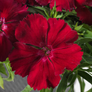 Venti Parfait Crimson Dianthus