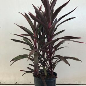Cordyline Red Sensation