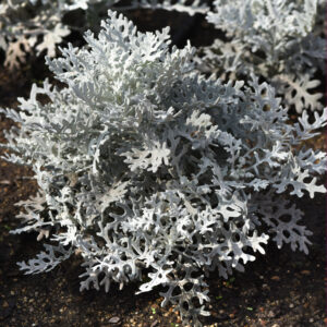 Dusty miller Maritima Silverdust Foliage