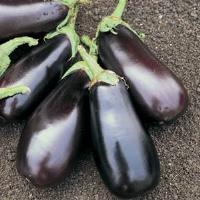 Eggplant Classic