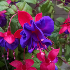 FUCHSIA DARK EYES_Bloom_Bloom