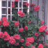 rose, climbing, felix leclerc