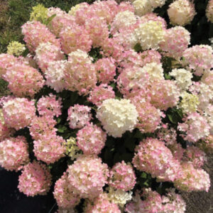 FireLight Tidbit hydrangea