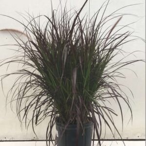 Fountain Grass Purple