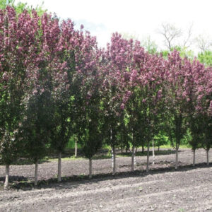 Gladiator Crab Apple Tree