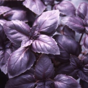 HERB BASIL RED RUBIN_Vegetable_Vegetable