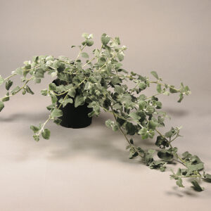 Helichrysum Licorice Helichrysum petiolare