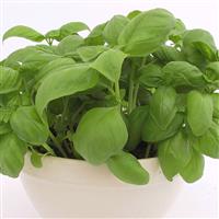 Herb Basil Genovese