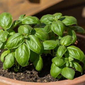 Herb Basil Sweet