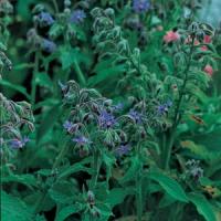 Herb Borage