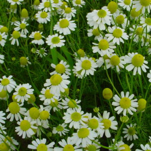 Herb Chamomile