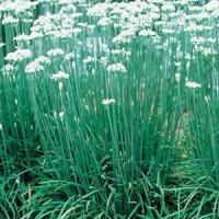 Herb Chives Garlic