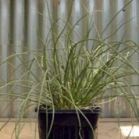 Herb Chives schoenoprasum