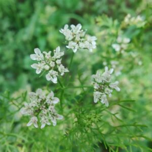 Herb Coriander ( Cilantro)