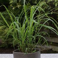 Herb Lemongrass