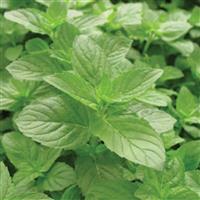 Herb Mint Spearmint
