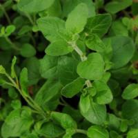 Herb Oregano Common